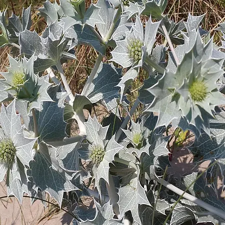 In Near Semesterbostad Noordwijk