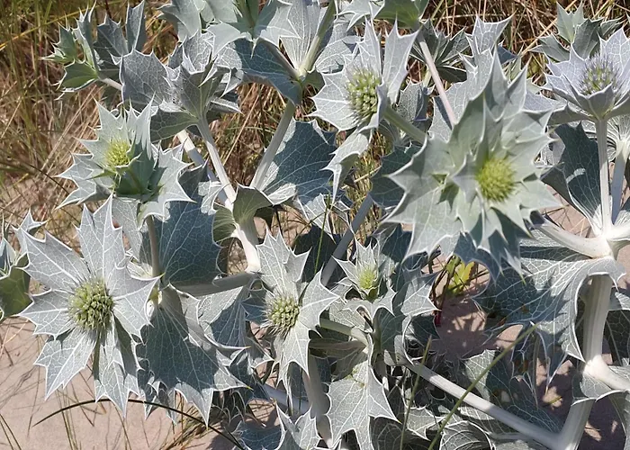 In Near בית נופש נורדוויק